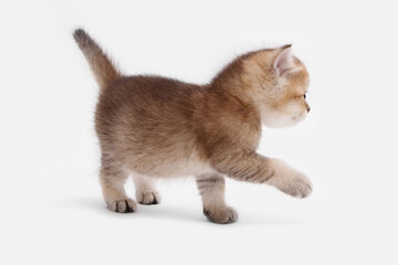 British shorthair kitten of golden color on white background and green leaves. Cute red chinchilla kitten. Pets at cozy home. Top down view web banner. Funny adorable pets cats. Postcard concept.