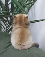 British longhair kitten on white background with green leaves. Golden chinchilla highlander. Cute fluffy kitten . Pets at cozy home. Top view web banner. Funny adorable pets cats. Postcard concept.