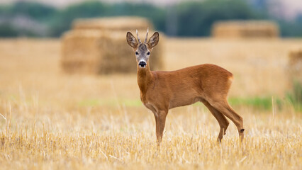 Roe deer, capreolus capreolus, standing on field with bales of grain in background. Brown buck looking to the camera on stubble from side. Male mammal watching on farmland. © WildMedia