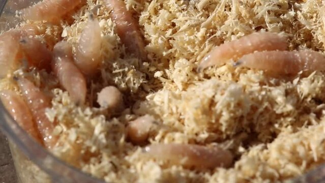 Maggot fly larva in a can and sawdust. Fishing bait.