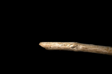 Driftwood carved by water in the shape of a reptile