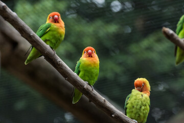 three dear lilians lovebird sitting on a bench