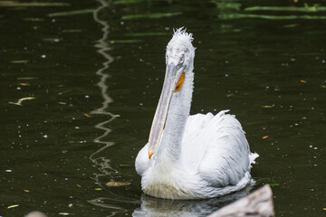 single pelican swims in a pond detail