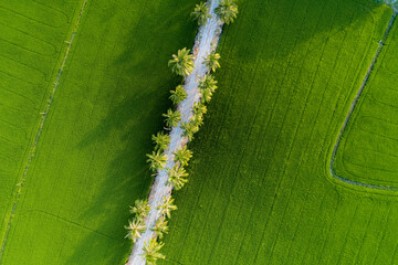 caterpillar on a leaf