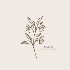 Hand drawn comfrey branch illustration