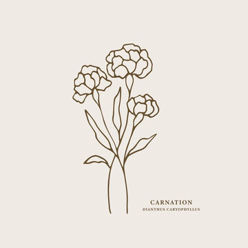 Line art carnation flower illustration