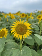 Fototapeta premium field of sunflowers