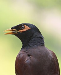 The common myna / Indian myna /Acridotheres tristis with its beak wide open / Ahmedabad/Gujarat 