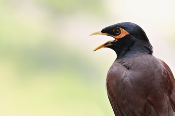 The common myna / Indian myna /Acridotheres tristis with its beak wide open / Ahmedabad/Gujarat 