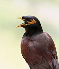 The common myna / Indian myna /Acridotheres tristis with its beak wide open / Ahmedabad/Gujarat 
