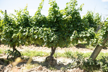 Fototapeta na wymiar Horizontal view of grapevines in a vineyard in northern Ohio in summer time
