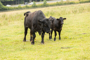 large black stud bull standing next to one of its calfs in pasture during the summer months