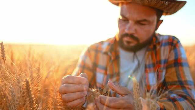 Close up male farmer in wheat field touch ripe harvest of golden wheat ears with his hands and checks quality of products produced for further collection and sale. Natural healthy food. Summer nature.