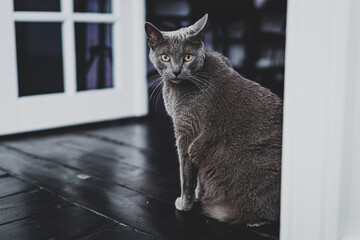 Beautiful Russian blue cat in the room