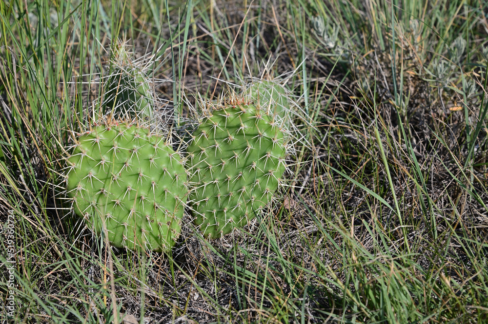 Poster prickly pear cactus on the prairies