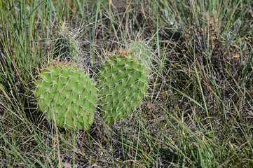 prickly pear cactus on the prairies