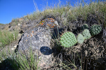 rock next to prickly pear cactus growing on a hillside