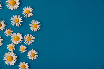summer daisies on a blue background