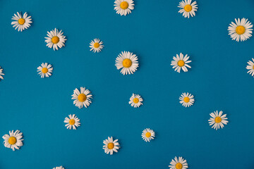 summer daisies on a blue background