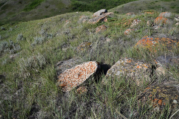 hillside of a prairie landscape with diverse vegetation and stones