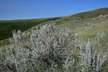 sagebrush on a prairie landscape