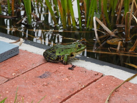 Frosch am k&uuml;nstlichen Teich