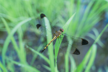 田んぼにやってきたトンボ © YONE