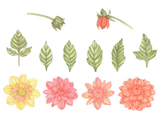 Watercolor set of dahlia flowers and leaves isolated on a white background.