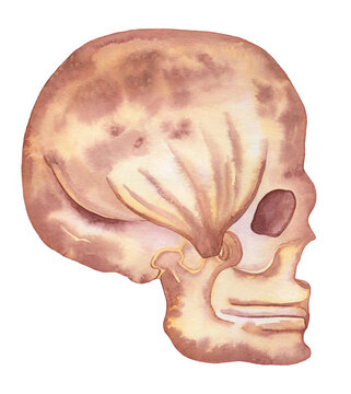 Human skull, vintage brown watercolor hand painted illustration on white background.