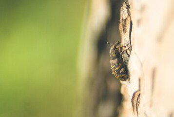 Insect macro Pine weevil on a bark, closeup. Green background.