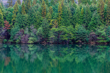 森の中の静かな池
