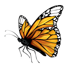 Monarch butterfly with outstretched wings. Illustration showing states life cycle of monarch butterfly. Undergoes metamorphosis