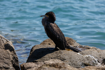 Great cormorant on a rock in the sea