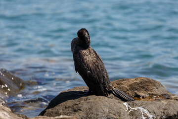 Great cormorant on a rock in the sea