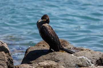 Great cormorant on a rock in the sea