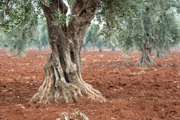 Olive tree trunk growing in fertile soil in selective focus. Olive trees are the source of...