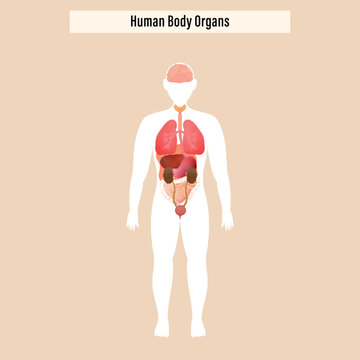 Structure Of Human Body Organs On Beige Background.