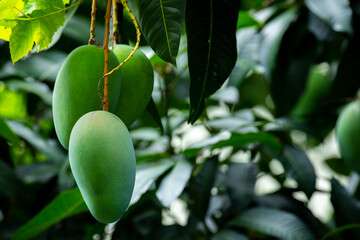 sunshine, mango tree, ripe, mango, fruit
