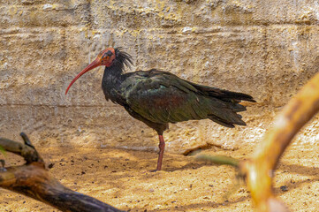 Northern bald ibis (Geronticus eremita)