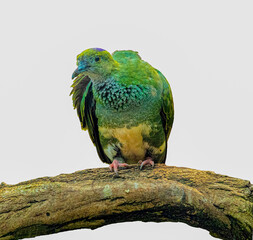 Superb Fruit Dove(Ptilinopus superbus) sits on a branch. Wilhelma, Zoological-Botanical Garden, Stuttgart, Baden-Württemberg, Germany, Europe