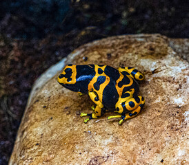 Yellow-banded poison dart frog or yellow-headed poison dart frog (Dendrobates leucomelas). Tropical frog living in South America.
