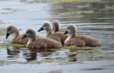 baby swans on the lake