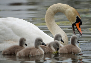swan family on the lake © Derek Robertson