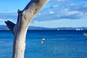 Fototapeta premium panorama Mediterranean coast of France, Hyeres