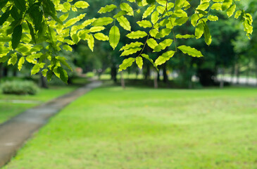 fresh green leaves frame blur background