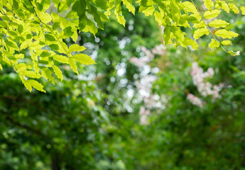 fresh green leaves frame blur background