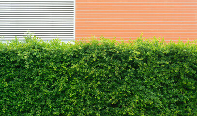 Ficus annulata green leaves tree  background
