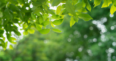 Fototapeta na wymiar fresh green leaves frame blur background