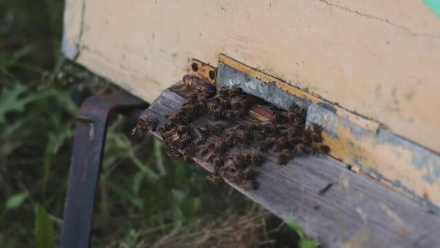 Bees climbing near the hive