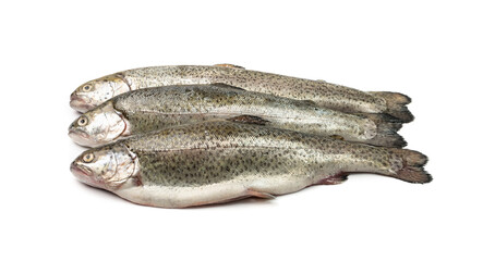 Raw Trout Isolated
